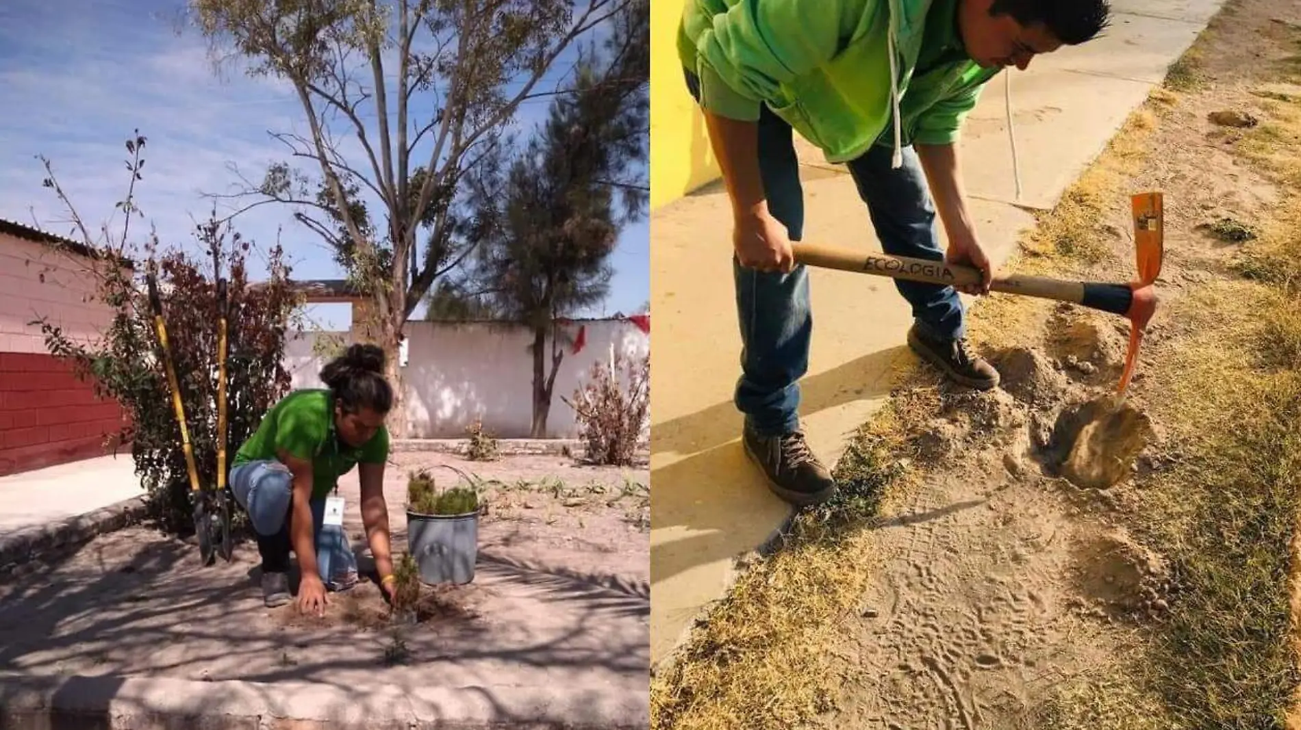 reforestación en escuelas